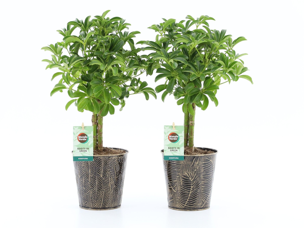 Schefflera Luseana in Iron-Leaf.