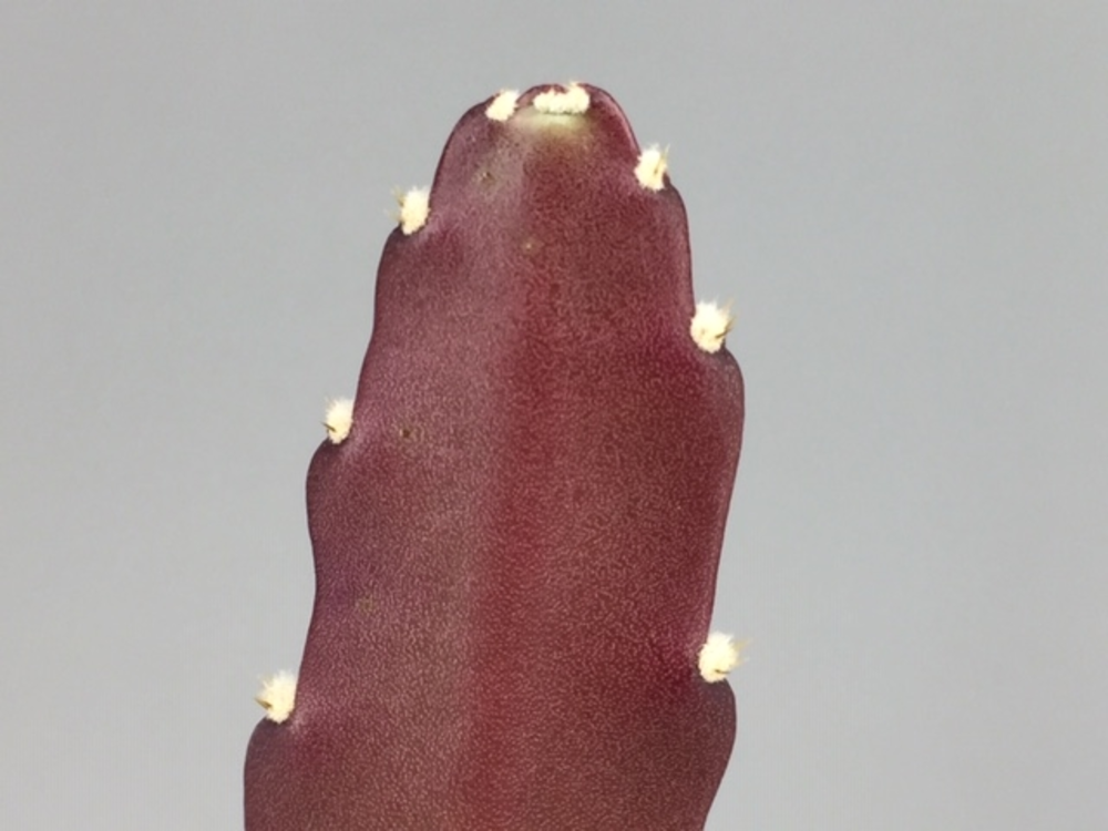 Epiphyllum ackermanii.