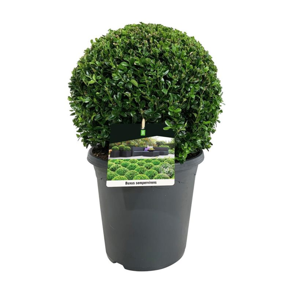 Buxus sempervirens.