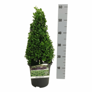 Buxus sempervirens.