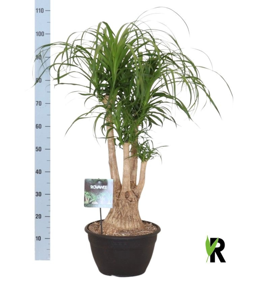Beaucarnea rec. vertakt.