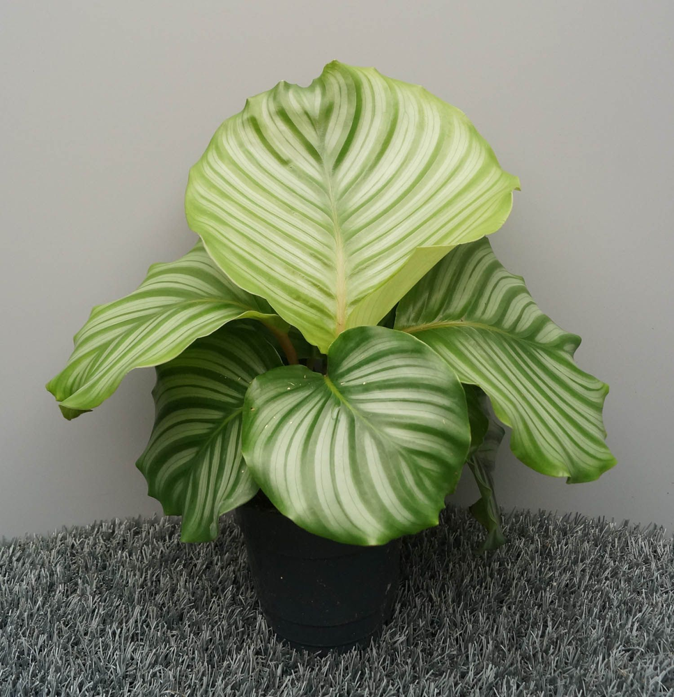 Calathea orbifolia.
