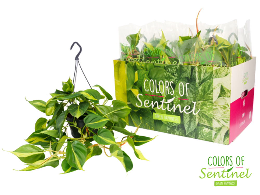 Philodendron Scandens 'Brasil' - Hangpot.