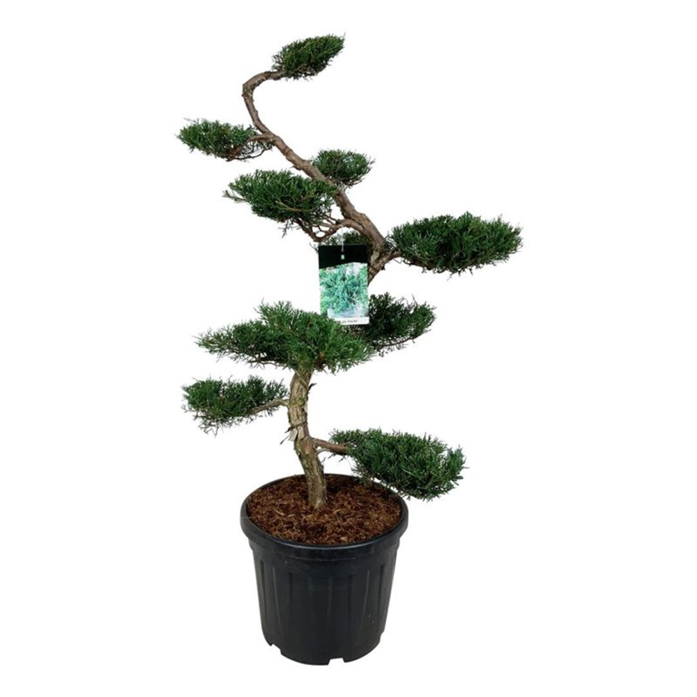 Juniperus virg. 'Grey Owl'.