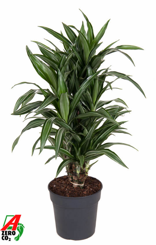 Dracaena Ulises vertakt P24.