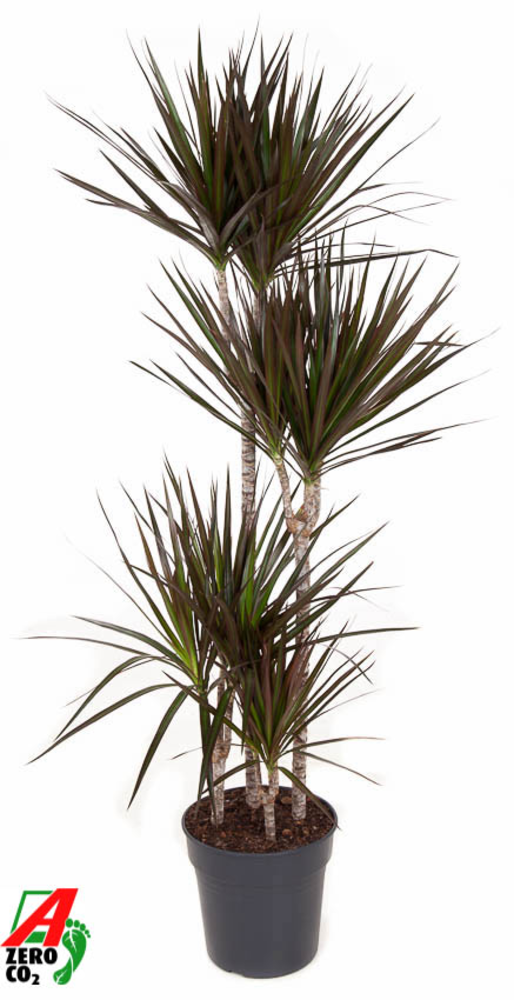 Dracaena Magenta 90-60-30-15.