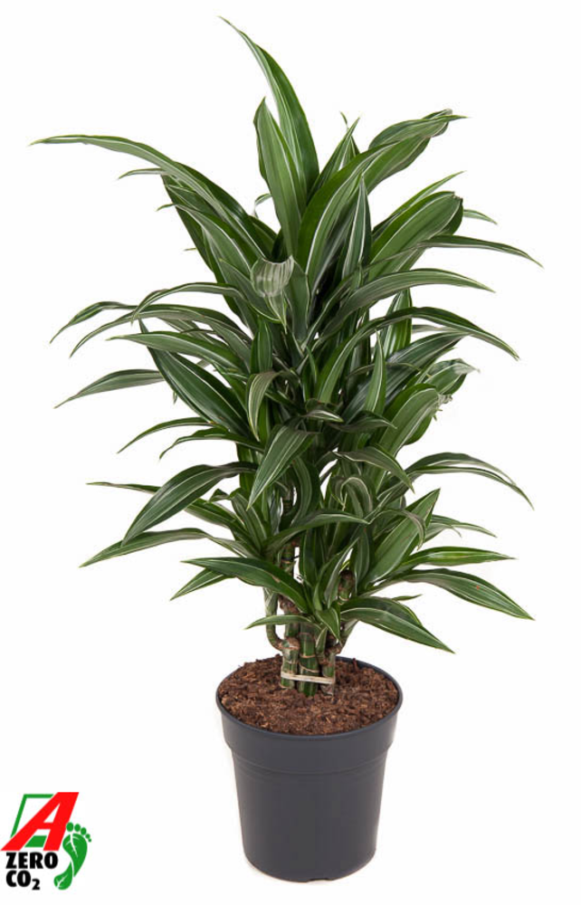 Dracaena Ulises vertakt P21.