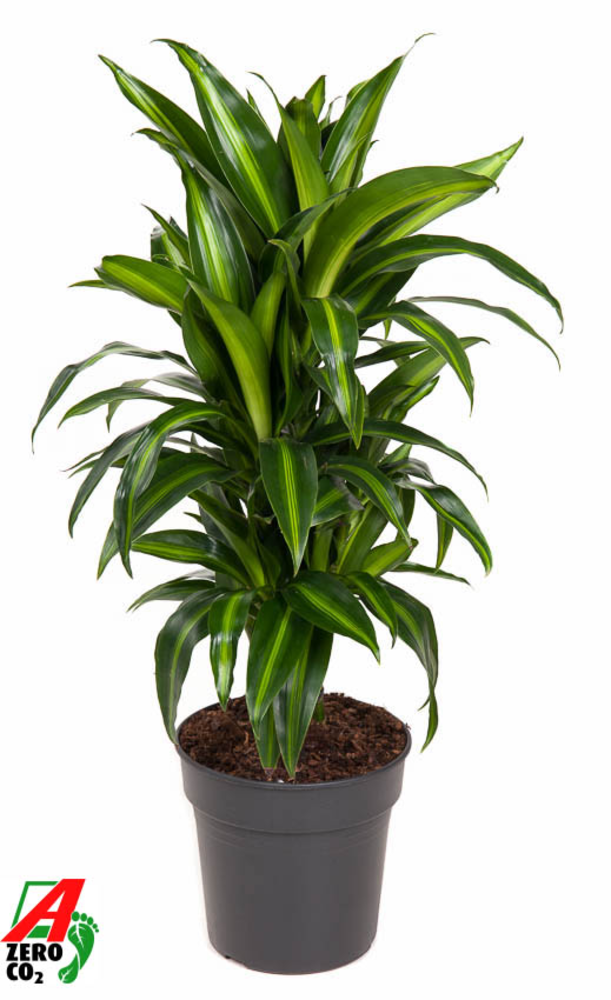 Dracaena Hawaiiana vertakt P21.