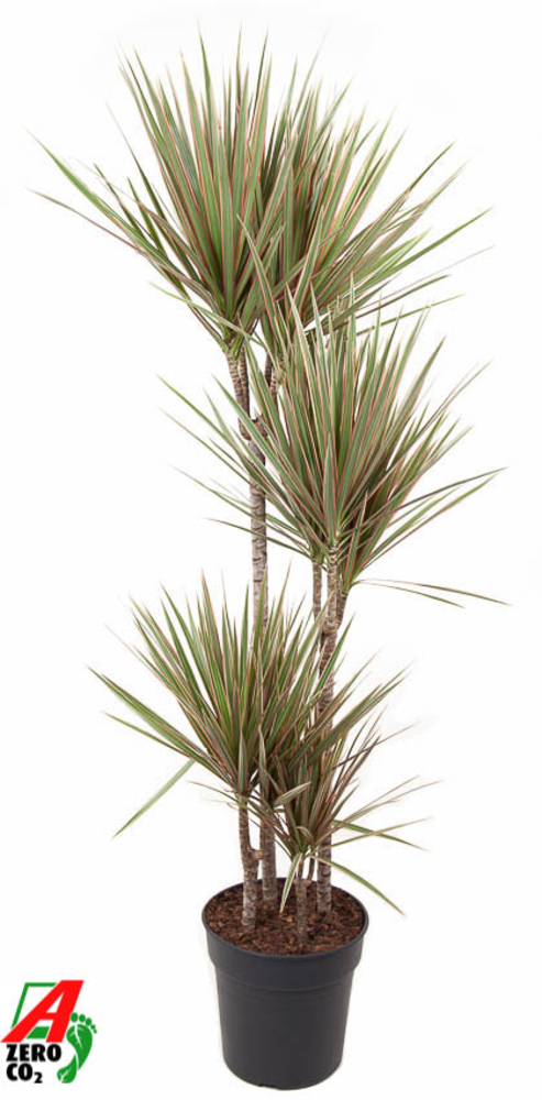 Dracaena Bicolor 90-60-30-15.