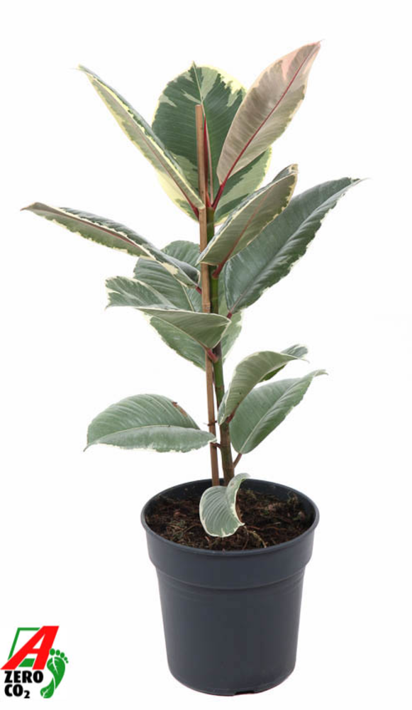 Ficus Tineke 1PP P19.