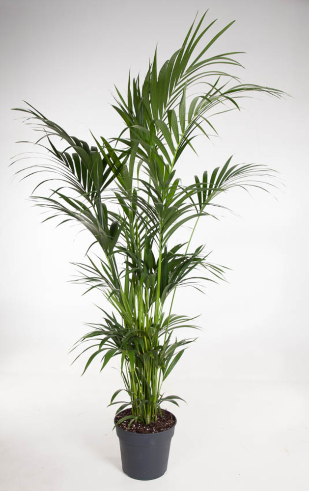 Howea Forsteriana(kentia) P34-210.
