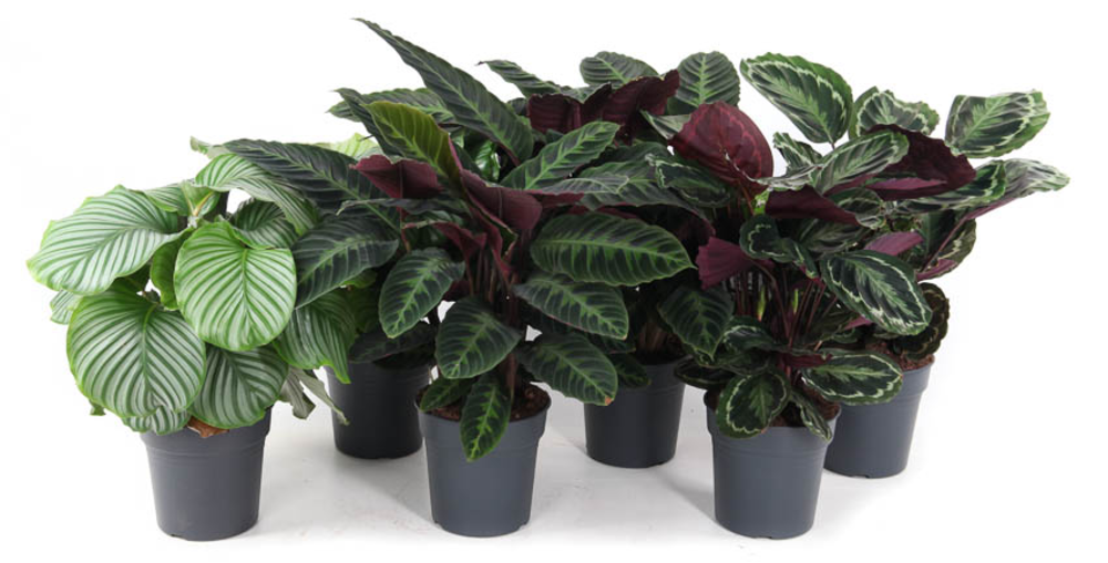 Mix Calathea 24cm.