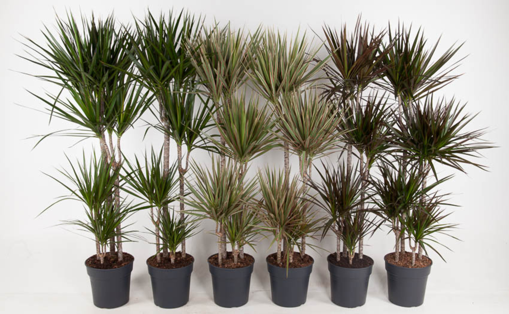 Mix Dracaena 90-60-30-15.
