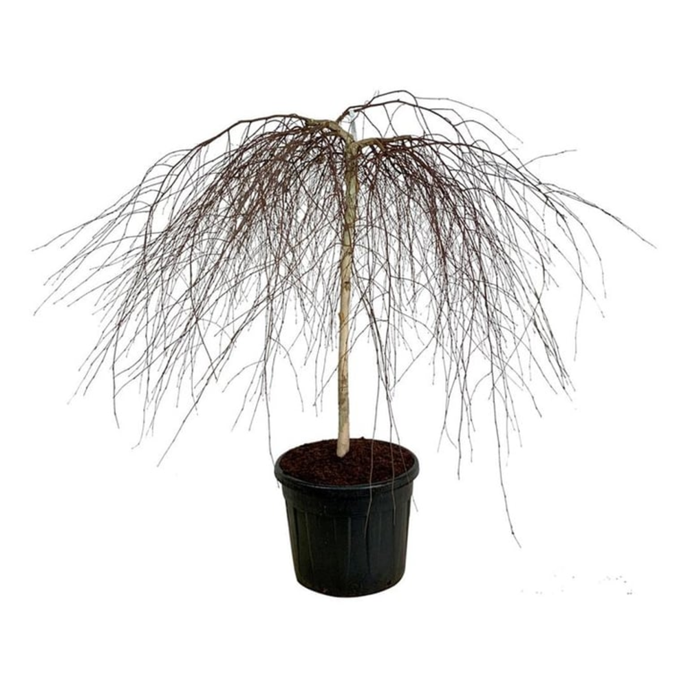 Betula p. 'Youngii'.