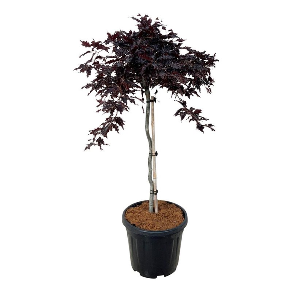 Fagus syl. 'Rohan Weeping'.