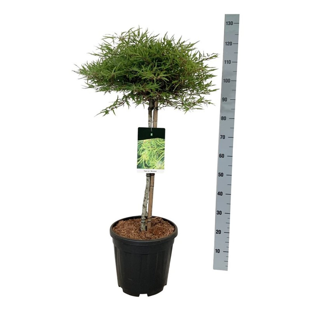 Fagus syl. 'Mercedes'.