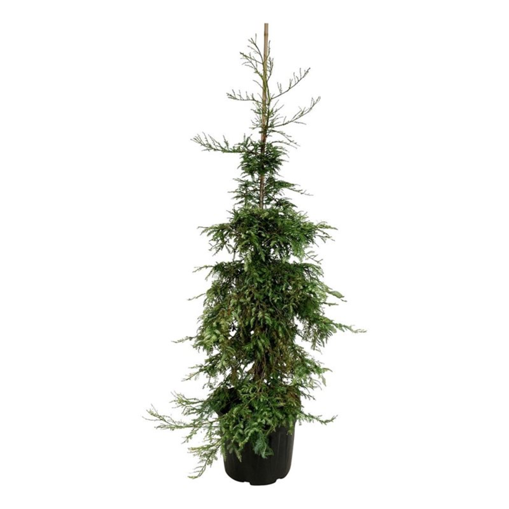 Sequoia sempervirens 'Silver Ghost'.