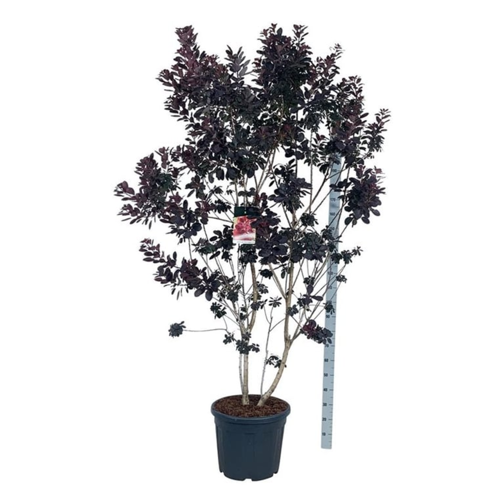 Cotinus cog. 'Royal Purple'.