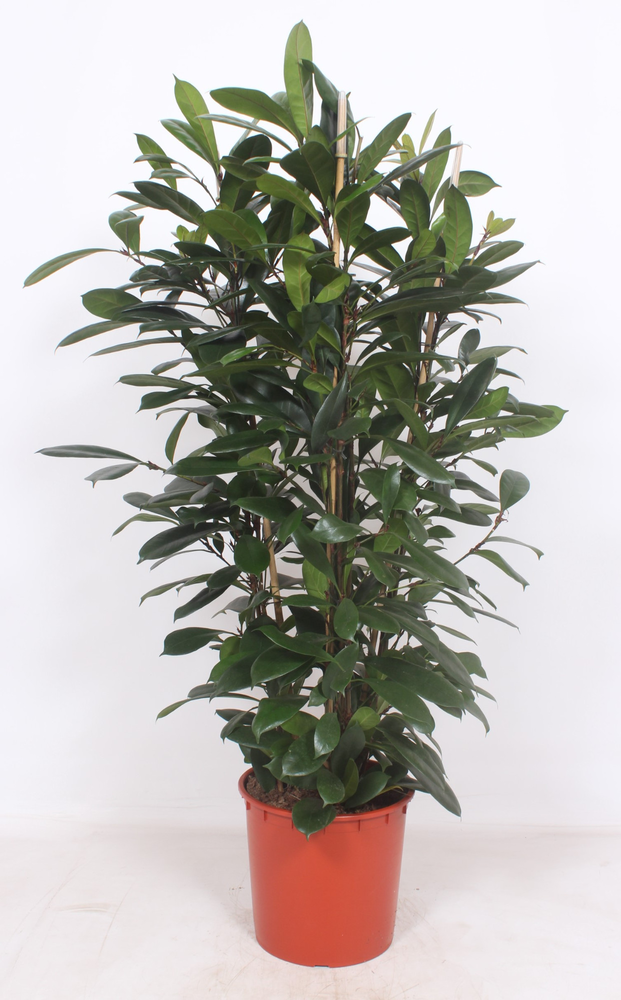 Ficus Cyathistipula 3pp.