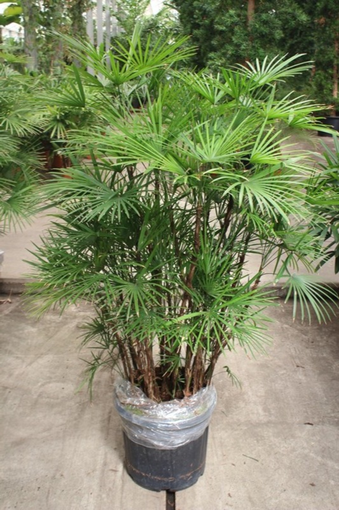 Rhapis Humilis.