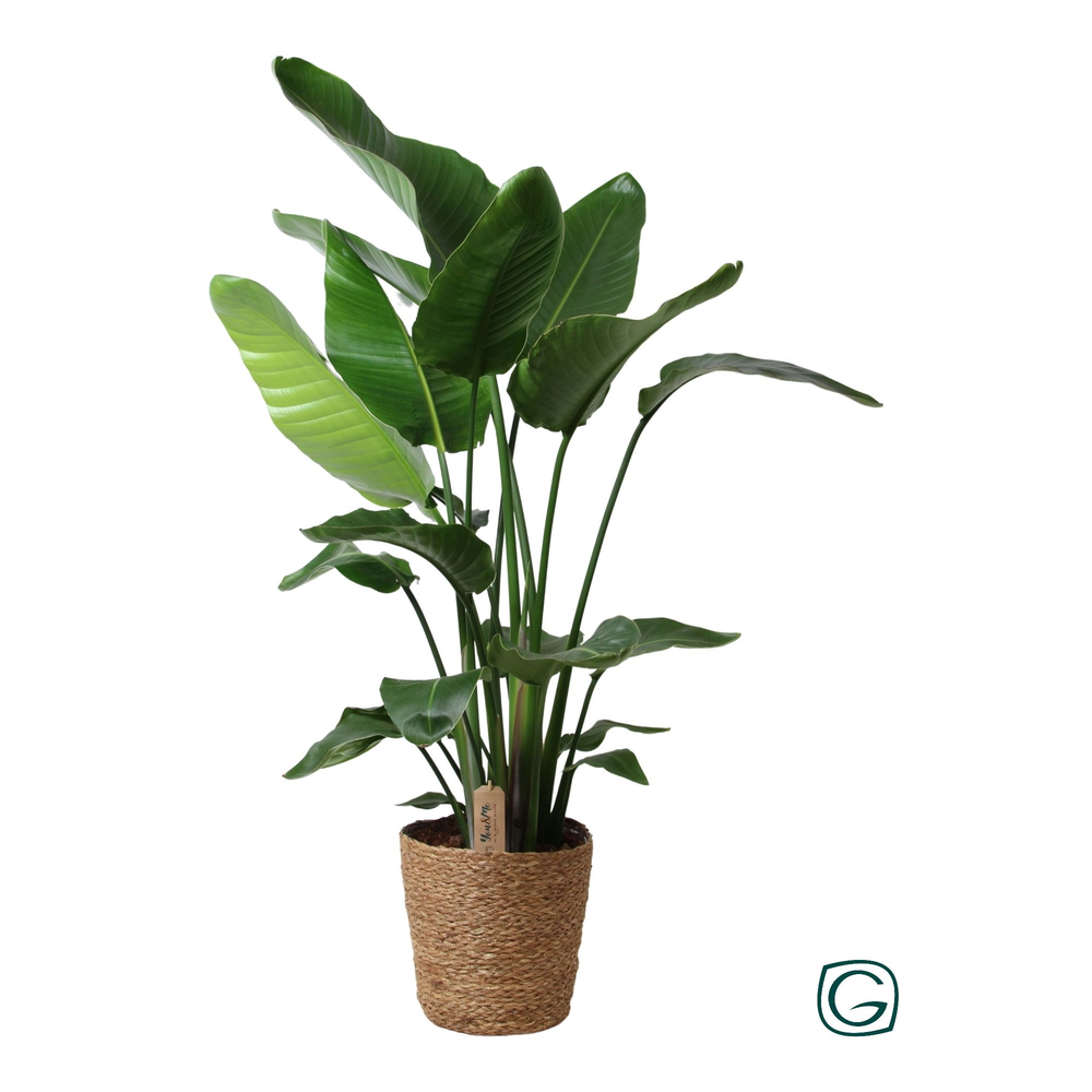 Strelitzia P27 in natural basket.