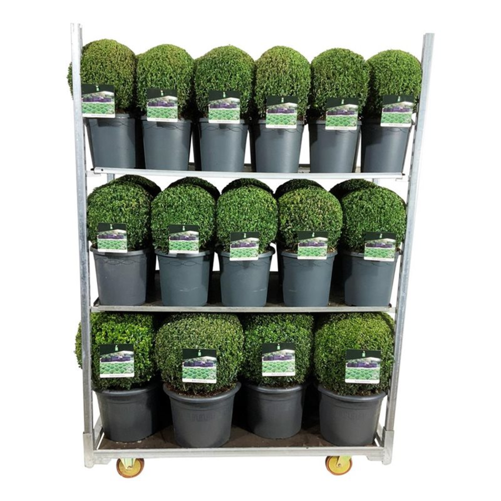 Buxus sempervirens.