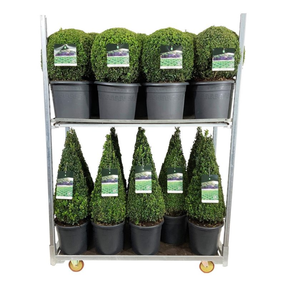 Buxus sempervirens.