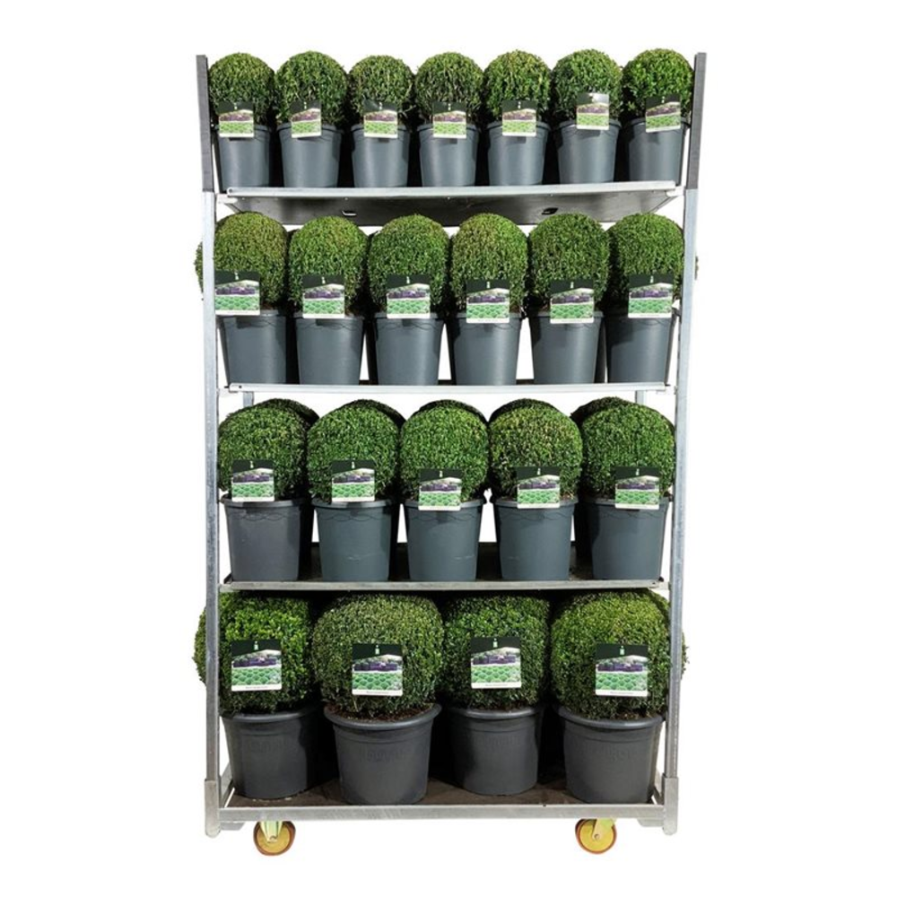 Buxus sempervirens.