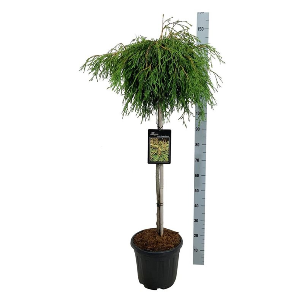 Thuja pl. 'Kager's Beauty'.