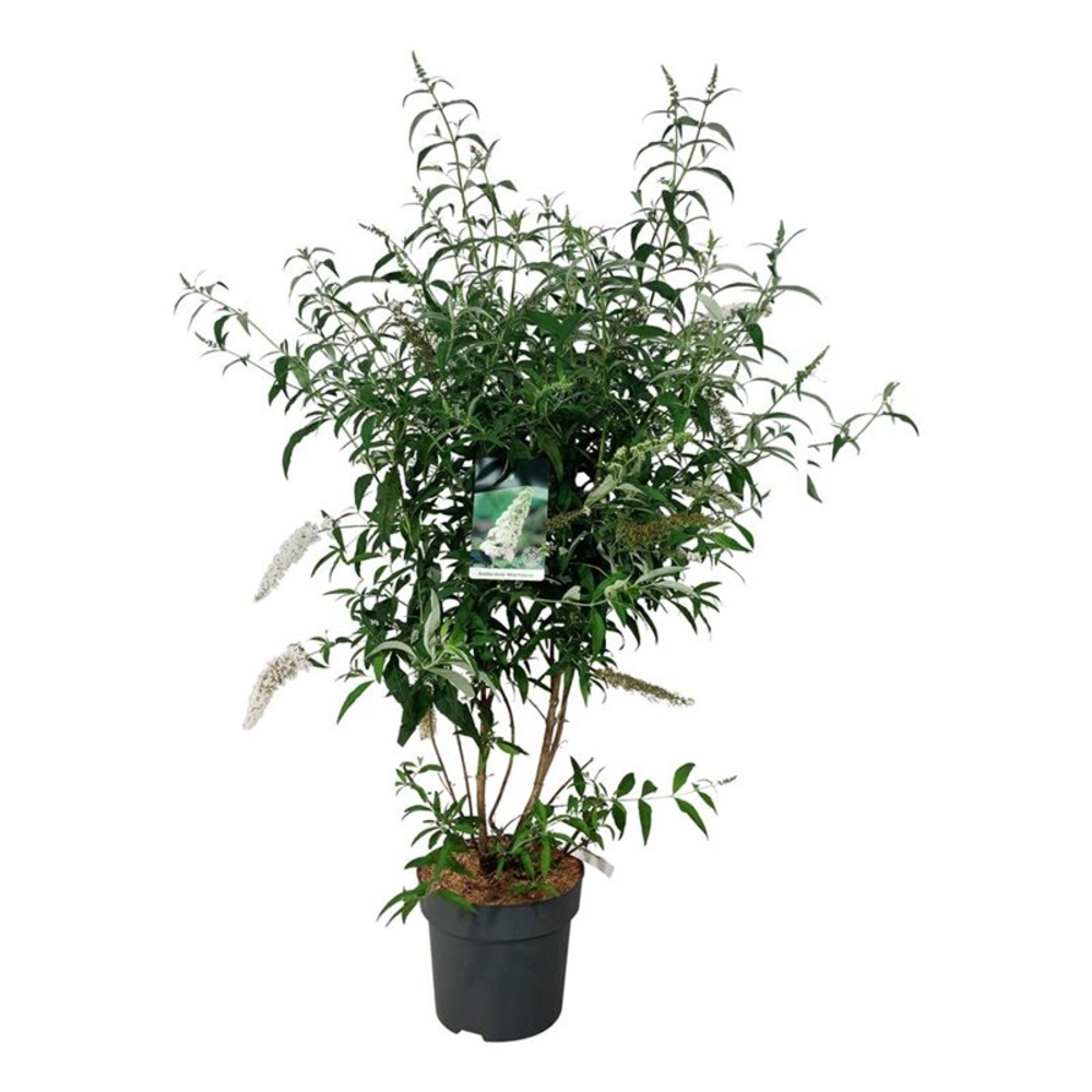 Buddleja dav. 'White Profusion'.