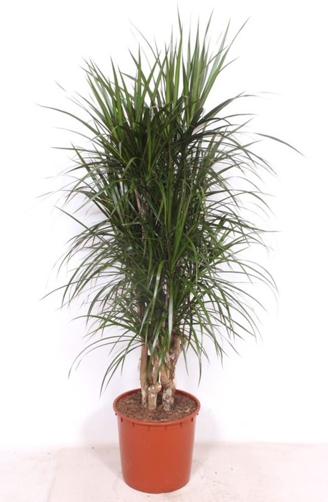 Dracaena marginata.