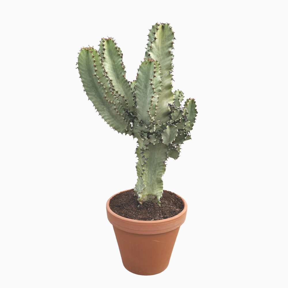 Euphorbia marmorata 27 cm.