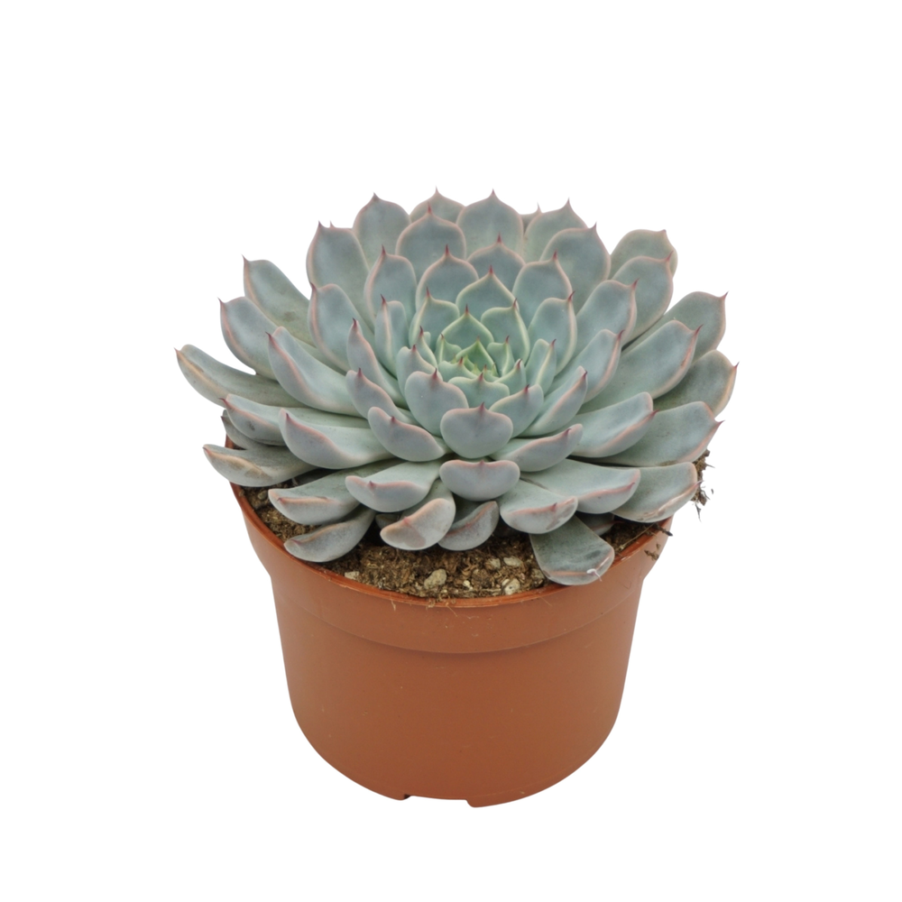 Echeveria texensis rosa 10,5 cm.