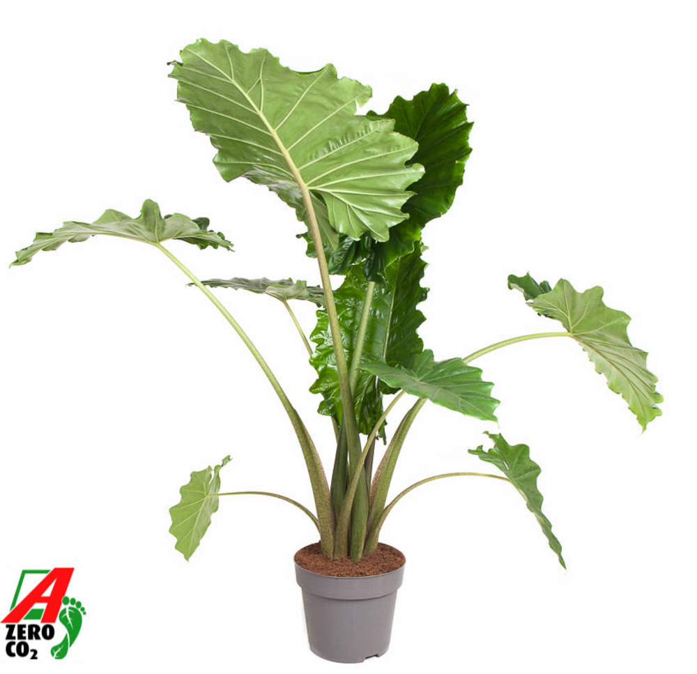 Alocasia Portodora (NO GAP).