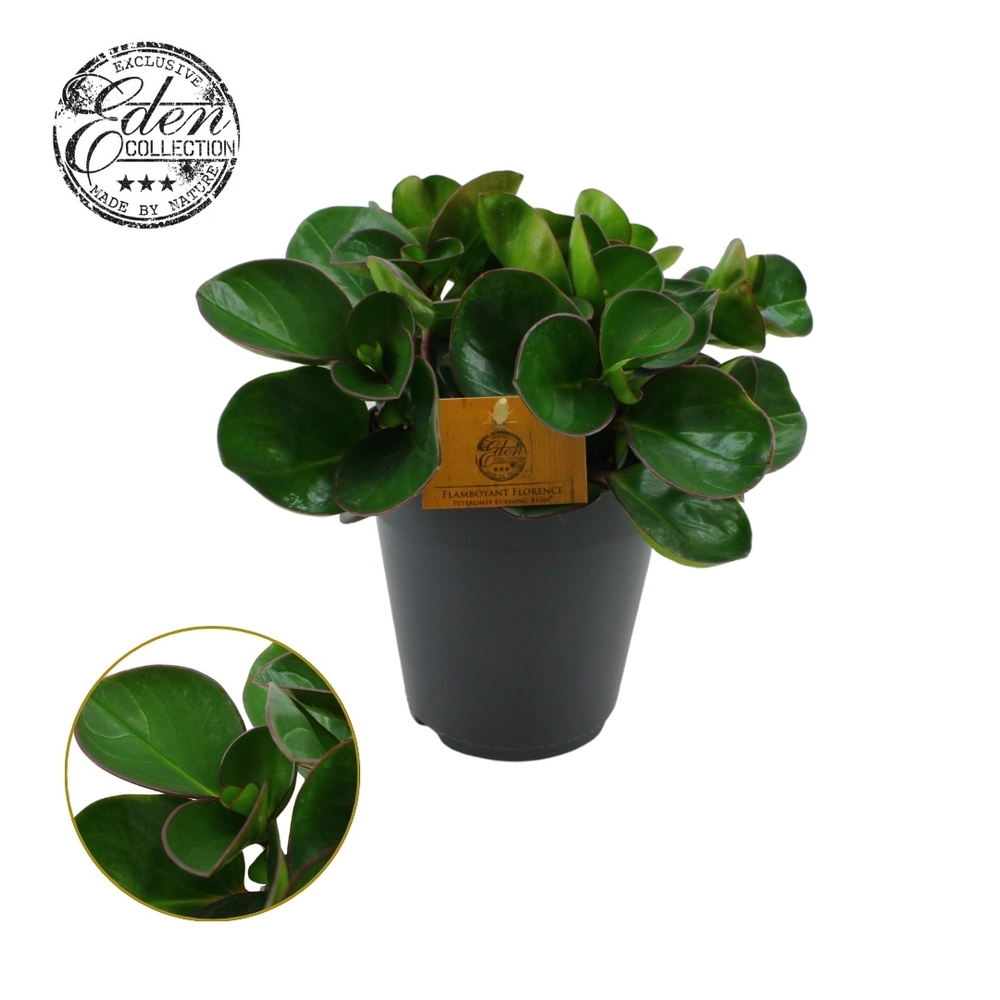 Peperomia Burning Bush 15cm.