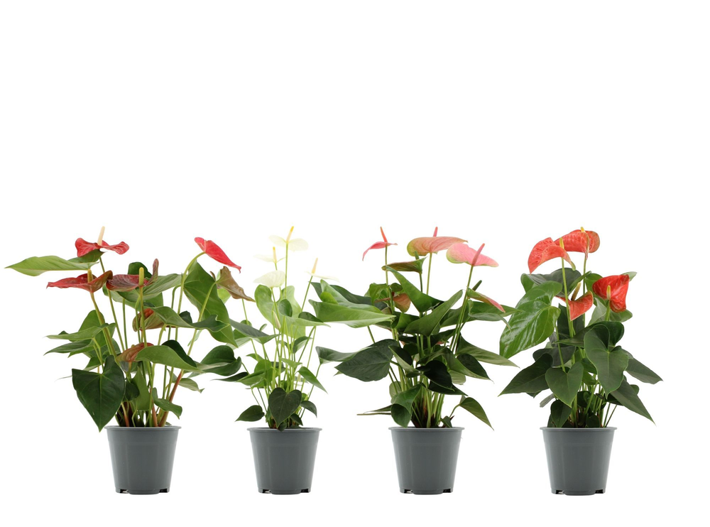 Anthurium 4 color mix in transparant sleeve.