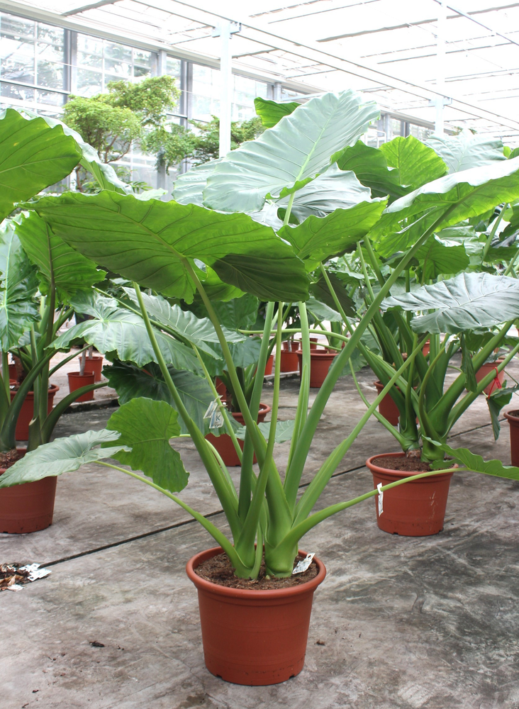Alocasia macrorrhiza.