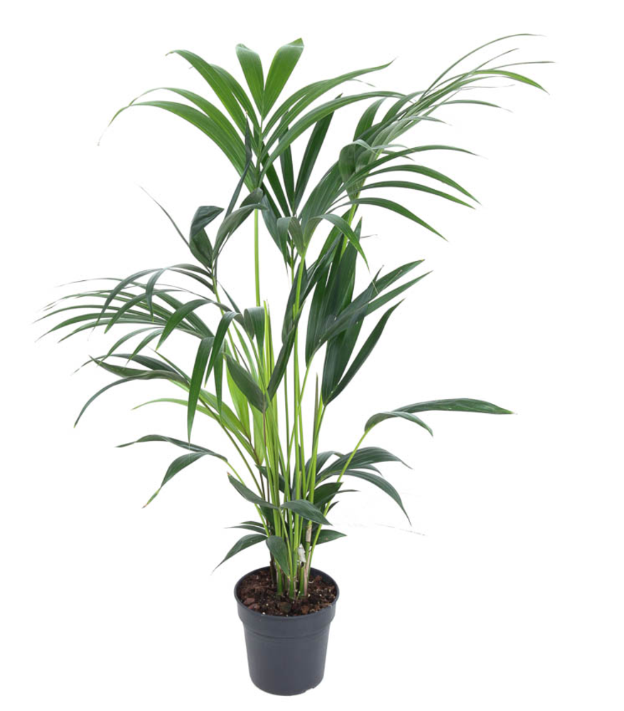 Howea Forsteriana(kentia) P19-110.