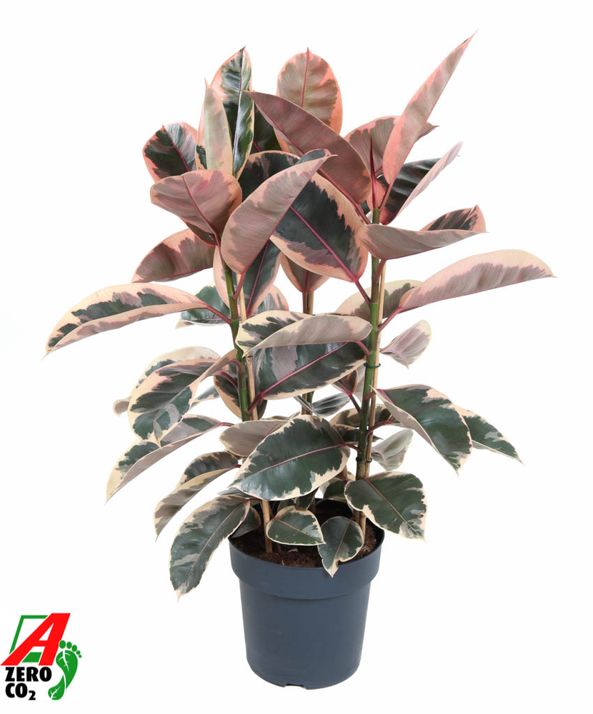 Ficus Elastica Belize 3PP P27.