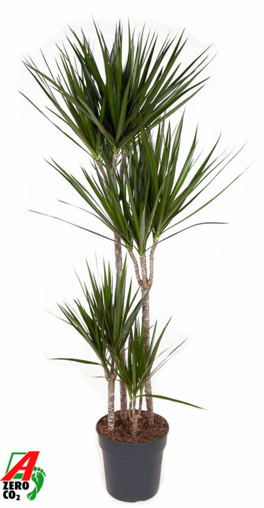 Dracaena Marginata 90-60-30-15.