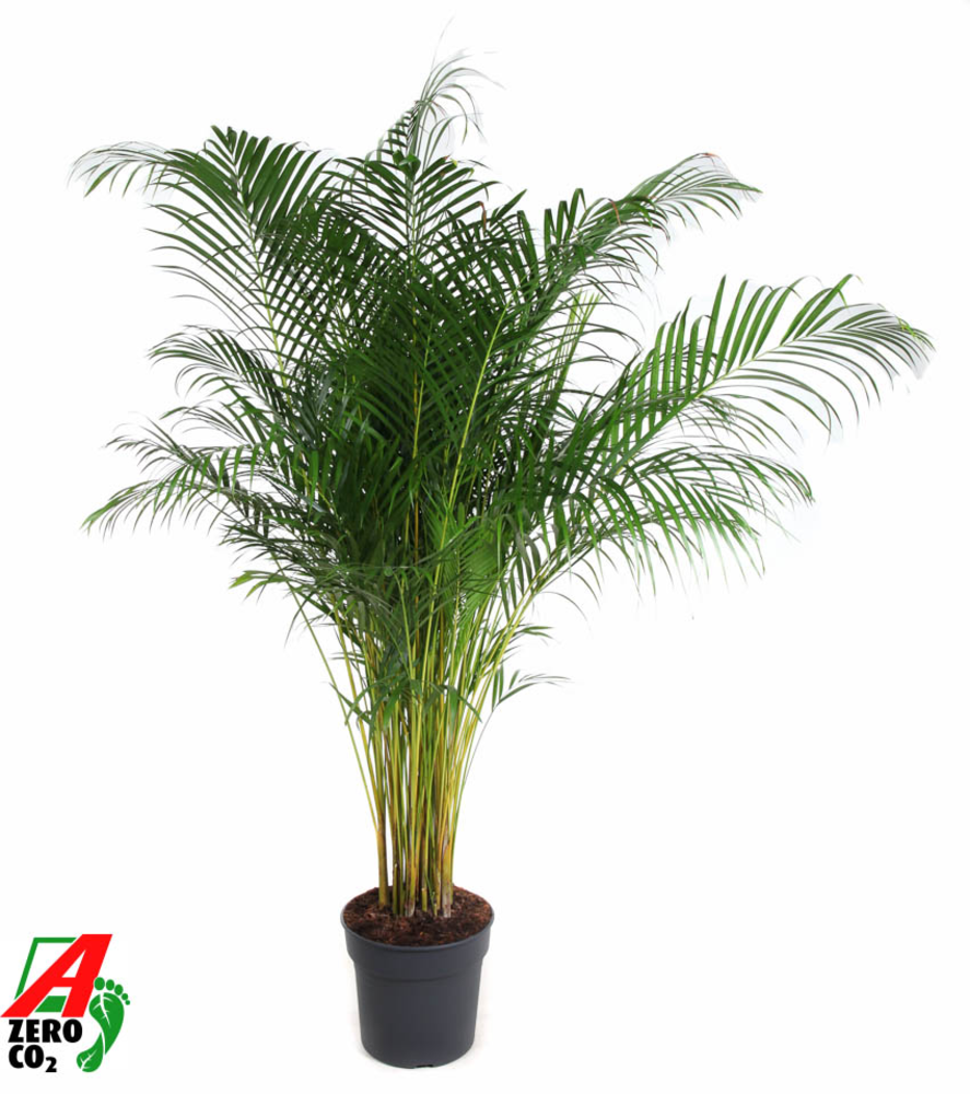 Dypsis Lutescens(Areca) P34.
