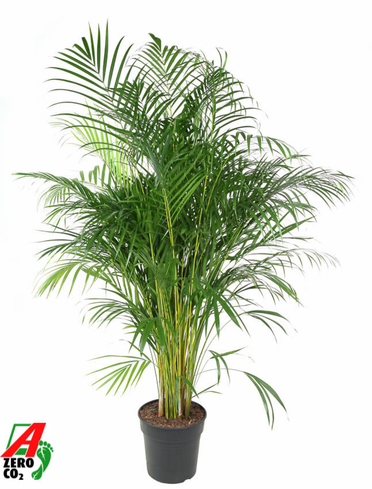 Dypsis Lutescens(Areca) P27.