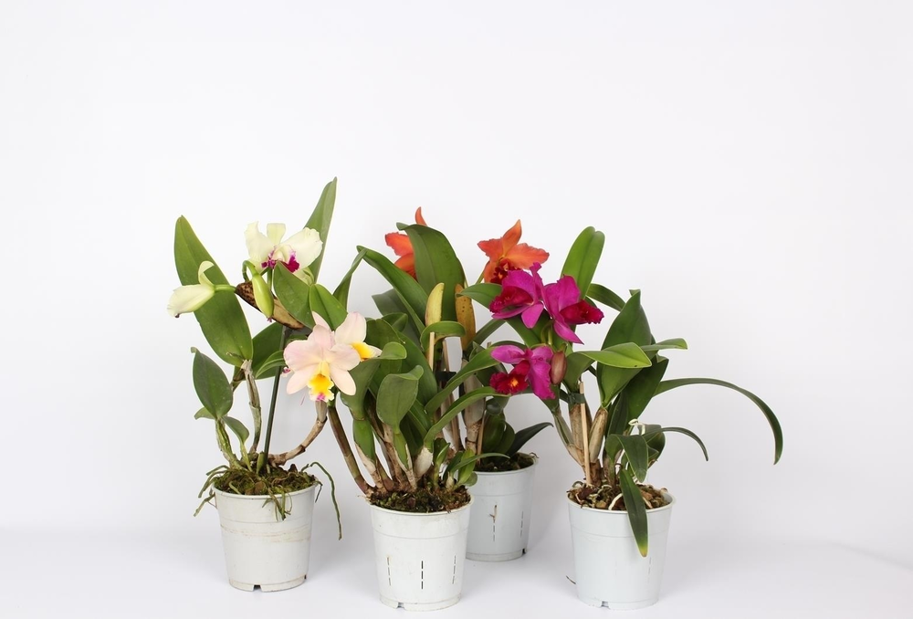 Cattleya kleinbloemig mix 1 tak 3+ knop 12 cm.