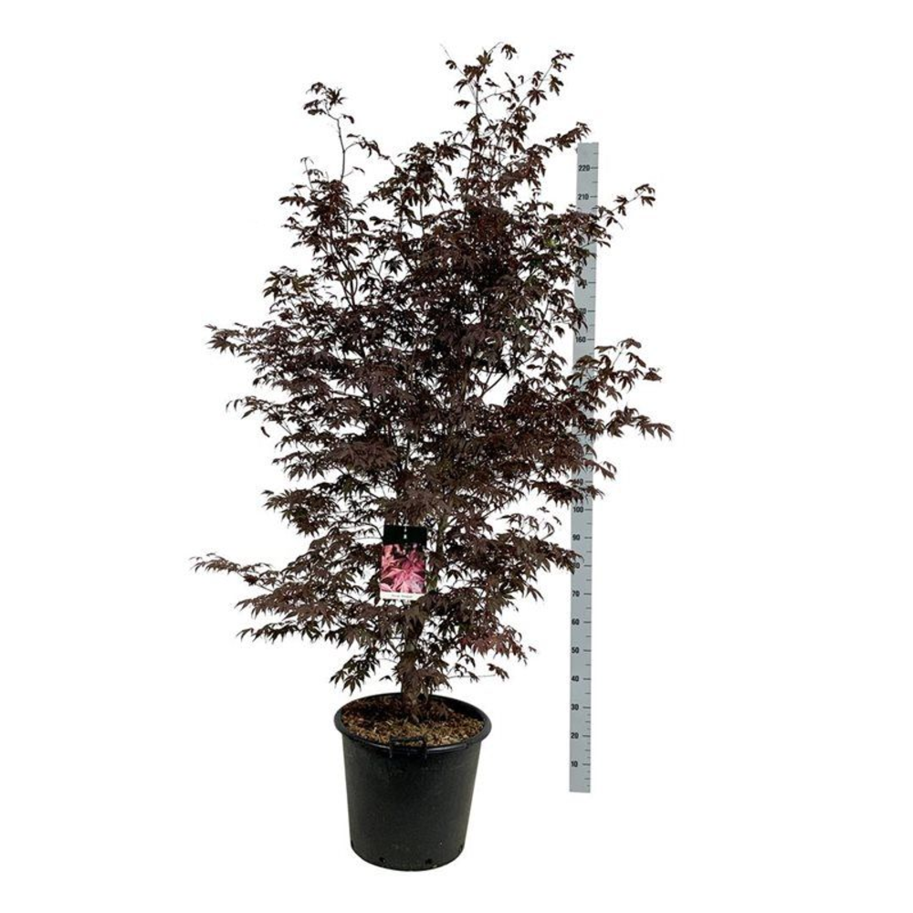Acer pal. 'Bloodgood'.