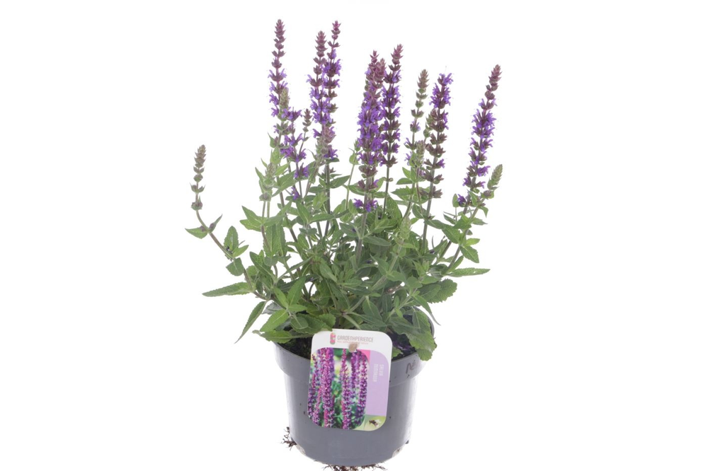 Salvia nemorosa Sens comp Deep Blue.