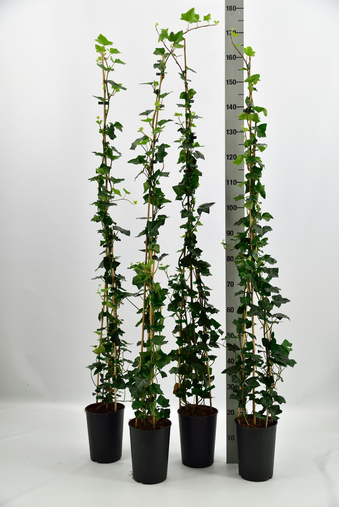 Hedera hibernica.
