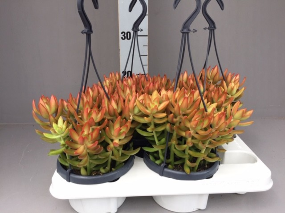 Sedum nussbaumerianum.