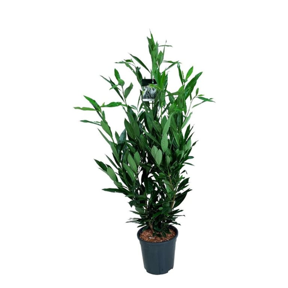 Prunus laur. 'Renault Ace' ®.