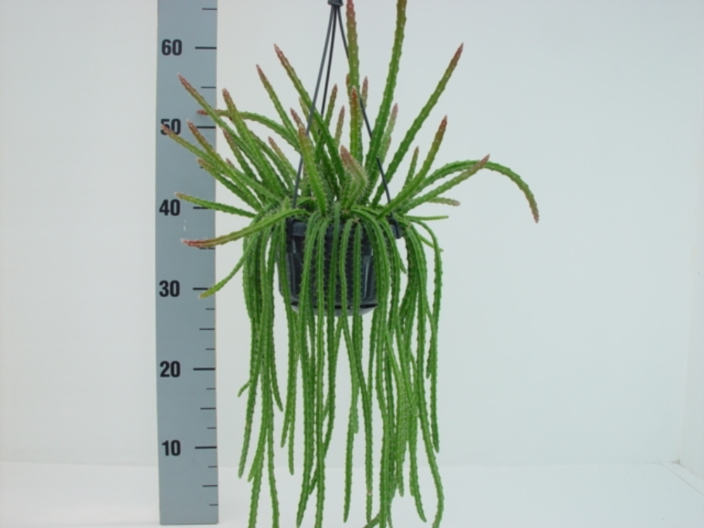 Aporocactus melanie.