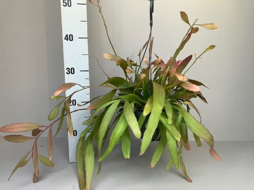 Rhipsalis red coral.